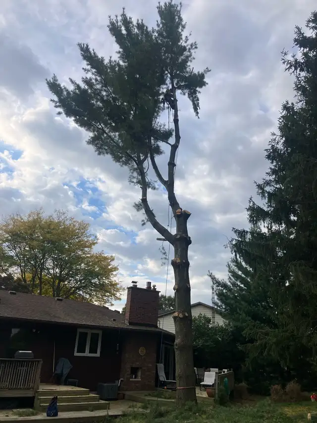 Tree service64959954900225120