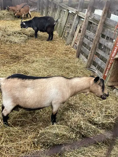 Nigerian dwarf/pigmy goat , View more