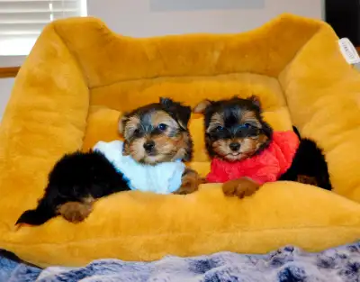 Chiots morkie de disponible, View more