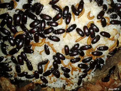 Peanut Beetle Culture Starters, View more