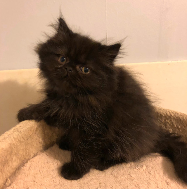 Persian Doll face black kittens in Cats & Kittens for Rehoming in Moncton - Image 4