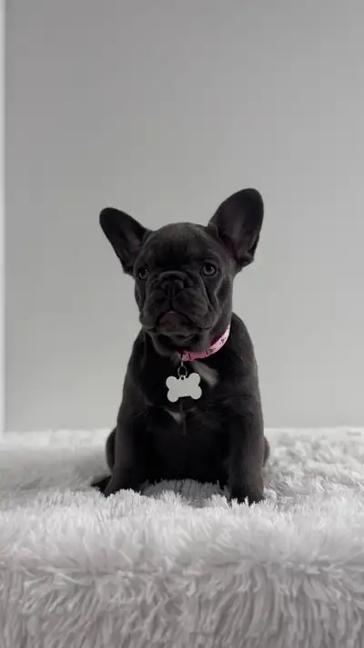 French Bulldog / last Female., View more