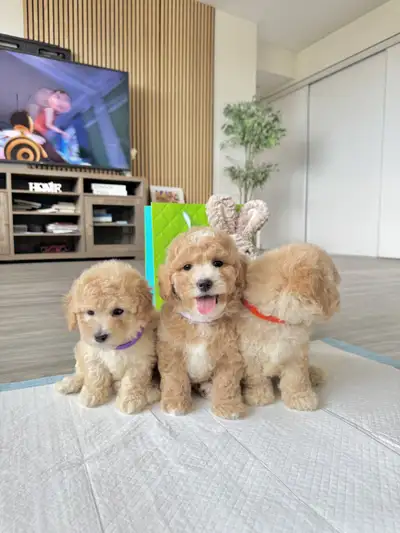 Adorable Bichon Poodle Puppies Ready for Their Forever Homes! We have Four beautiful puppies availab...