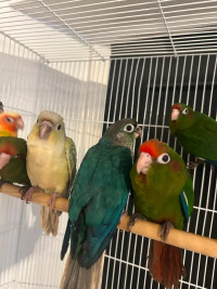 EXCLUSIVE DEALS Baby green-cheek conure parrots & others!