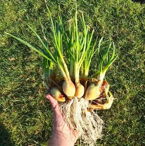 Potato Onion Seeds in Plants, Fertilizer & Soil in Saskatoon - Image 2