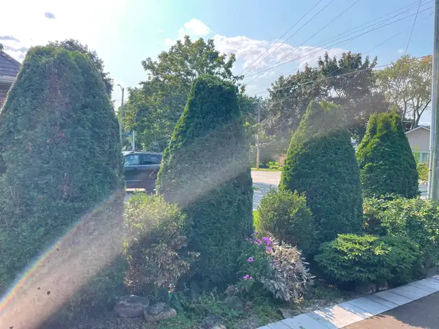Cedar Hedge Trimming in Lawn, Tree Maintenance & Eavestrough in Oakville / Halton Region - Image 4