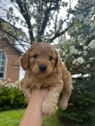F1 Mini Cockapoo Puppies, View more