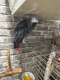 The African Gray is a 4-year-old male who can be manipulated and