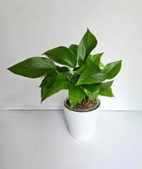 Jade Pothos Plant $25