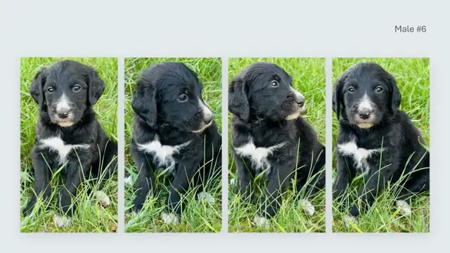 Tricolored Labrabernedoodles for sale - $250 in Dogs & Puppies for Rehoming in Winnipeg - Image 10
