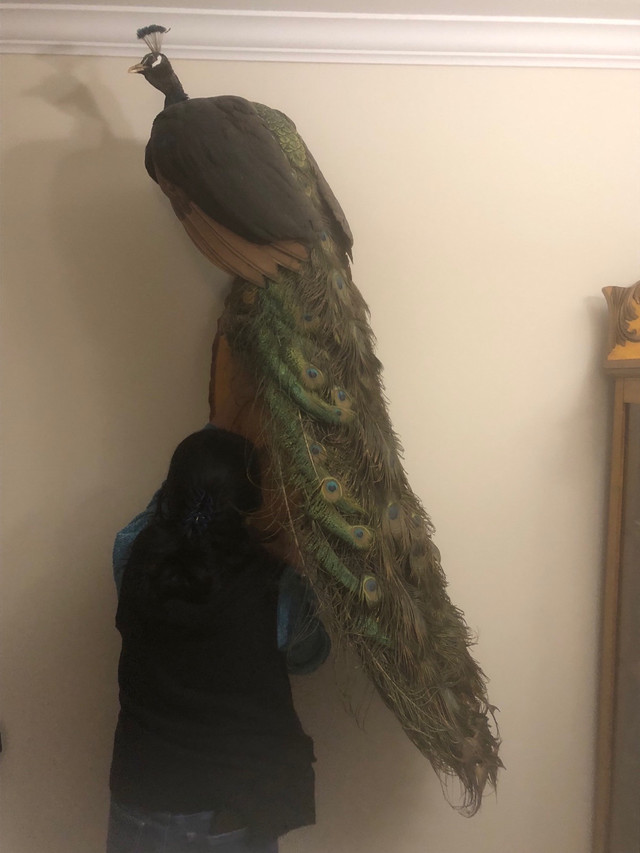 Father's Day Gift - Professional Taxidermy Real Peacock Mount in Arts & Collectibles in Kitchener / Waterloo - Image 2