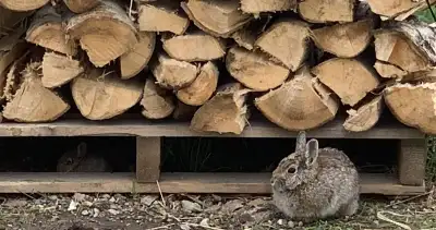 Firewood for sale$25 approx 6CU FTready to burn + free kindling, View more