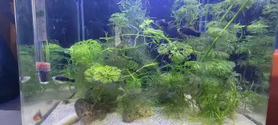 Baby Green Lantern Platy, View more