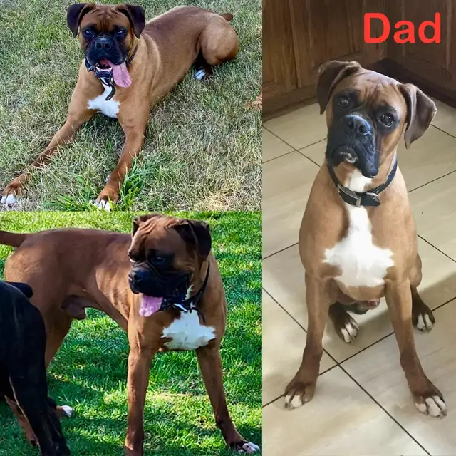 Purebred Boxer Puppies! in Dogs & Puppies for Rehoming in Mississauga / Peel Region - Image 3