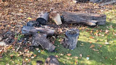 free wood stumps, View more