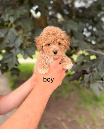 Toy poodle x Bichon, View more