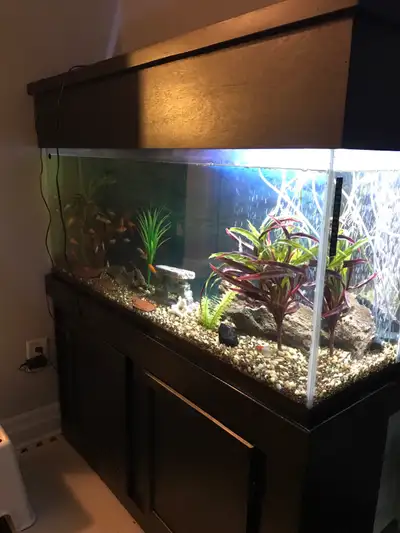 Taking Free Fish, Aquarium Supplies and Decor., View more