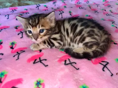 Gorgeous Bengal Kittens Available Now !, View more