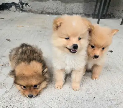 Pomeranian for sale, View more