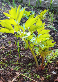 Lovage perennial herb bush