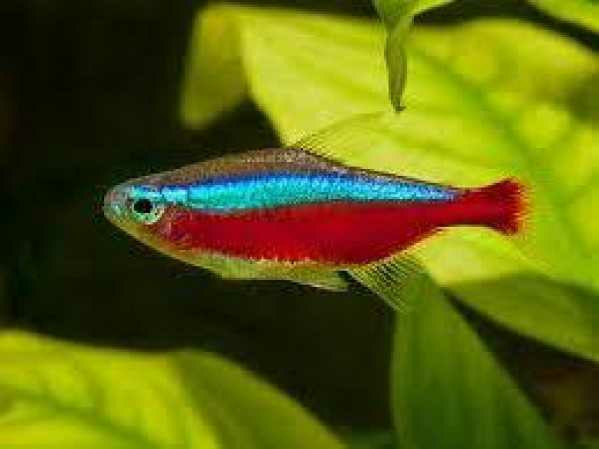Cardinal Tetra in Fish for Rehoming in Hamilton