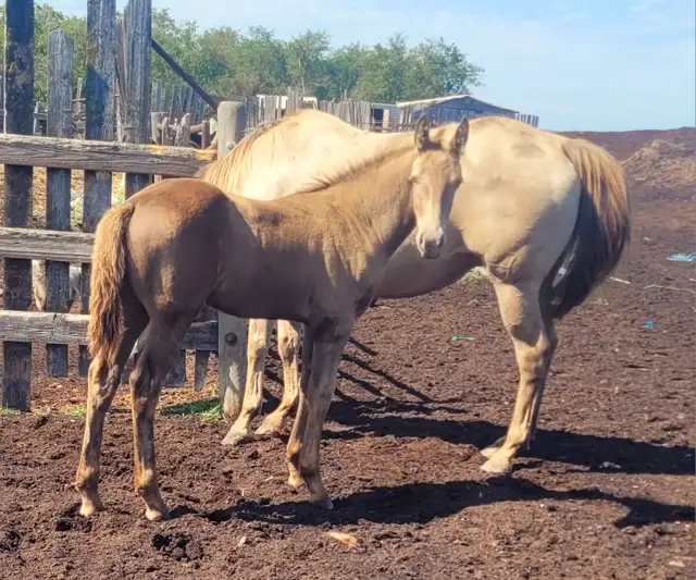 1/2 Friesian Grullo or Champange colts in Horses & Ponies for Rehoming in Strathcona County - Image 11