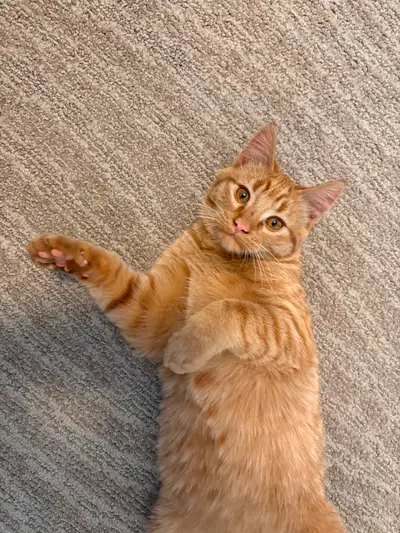 Young male cat to give away, View more