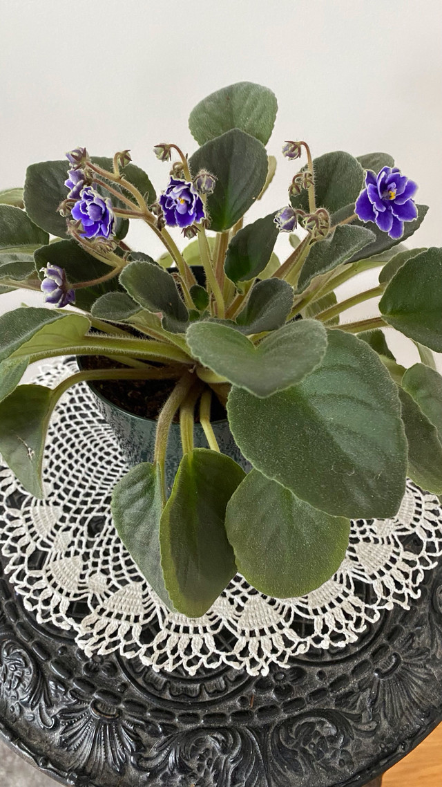 Large Variety African Violet Purple Flower with White Edging in Plants, Fertilizer & Soil in Saskatoon - Image 2