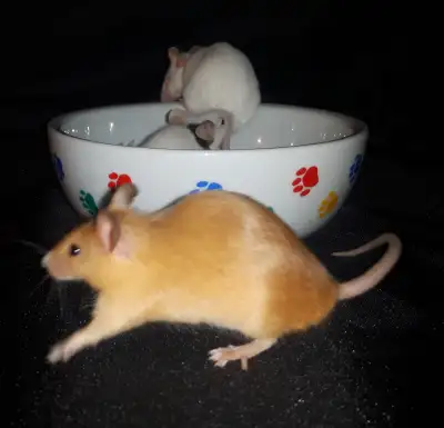 Frozen Feeder Mice - 50 for $50, View more