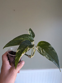 Pothos albo - epipremnum pinnatum albo