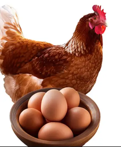 Laying Hens Forsale, View more