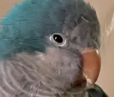 Quaker Parrot, View more