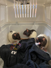 Cute female rats still need a home