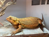 2 year old Orange Morph Male Bearded Dragon
