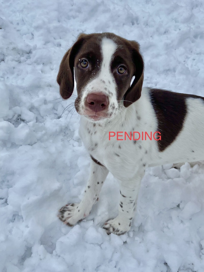 SMART, SOCIABLE & ADORABLE PUPS ONLY 2 LEFT Dogs & Puppies for