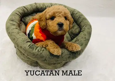 Amazing Cockapoo puppies ready to go, View more