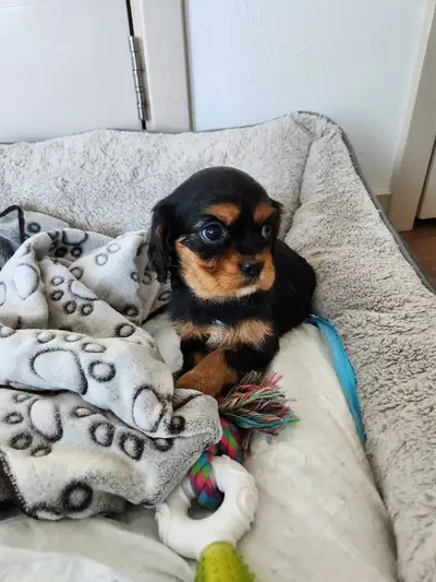 Cavalier King Charles Puppy :), View more