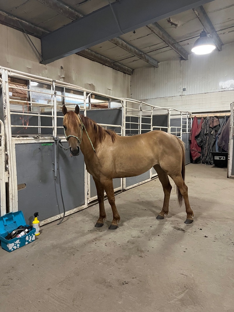 Pony For Lease Horses & Ponies for Rehoming Calgary Kijiji