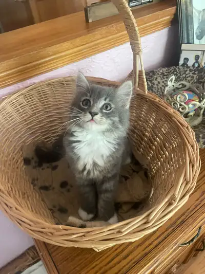 rescue kittens , View more