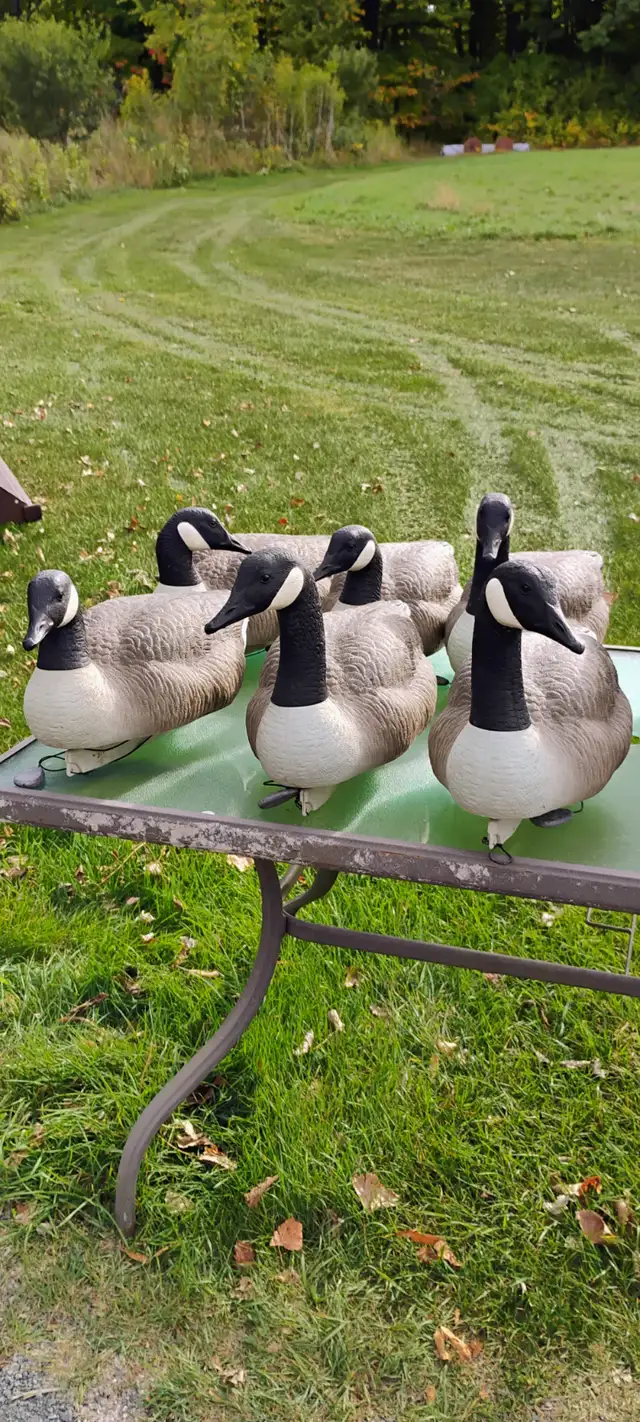 NEW Canada geese and mallard floater decoys in Fishing, Camping & Outdoors in Ottawa - Image 3