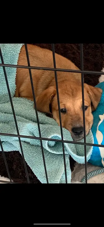 Golden Retriever/Bull Mastiff mix puppy, View more