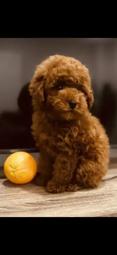 Male toy poodle puppy, View more