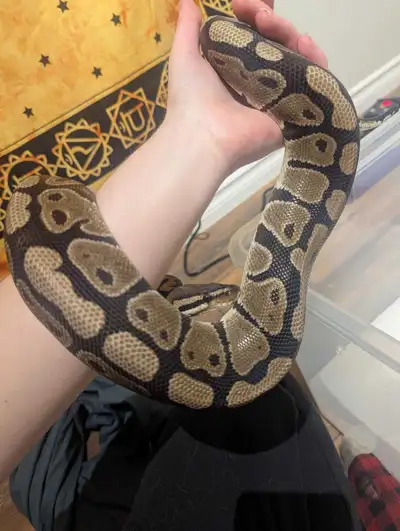 Calm ball python , View more