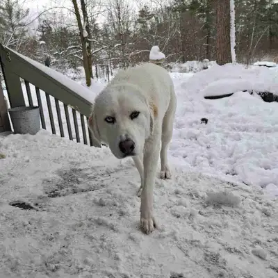 Furrever Home Needed!, View more