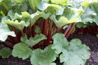 Rhubarb 