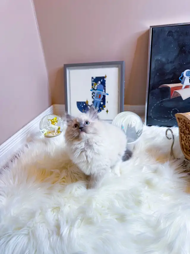 Beautiful ragdoll kittens are ready to a new home in Cats & Kittens for Rehoming in City of Montréal - Image 2