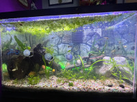 Don't Throw out Your Aquarium Plant Trimmings!!