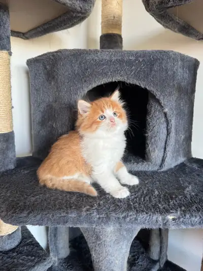 Cute kittens, View more