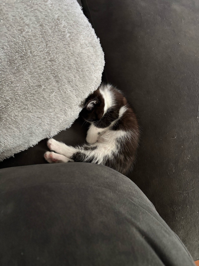 bébé chat 9 semaines à adopter dans Chats et chatons à adopter  à Ville de Québec - Image 3