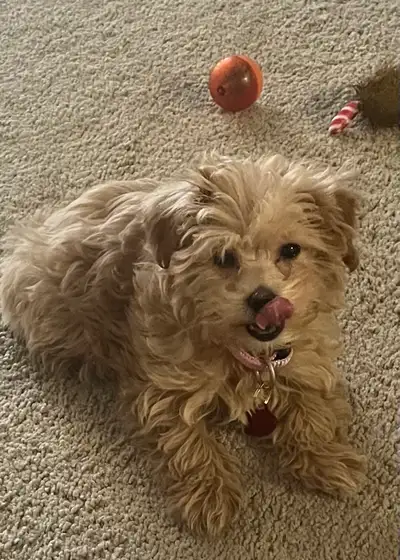Masha female puppy, 4 months, 3 pounds. Bought her last week at top dog for $3000. Felled 2 days aft...